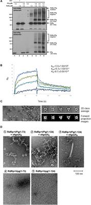 Insight Into the Interaction Between RNA Polymerase and VPg for Murine Norovirus Replication